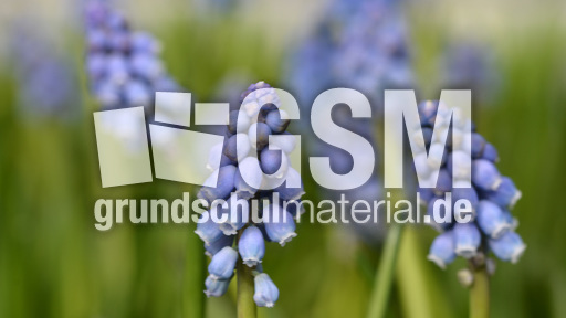 Trauben-Hyazinthe (1).jpg